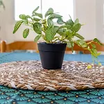 L'oasis De Jade بيت للعطل
